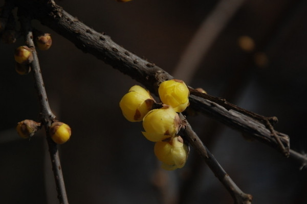 藍(lán)色臘梅是染色的嗎