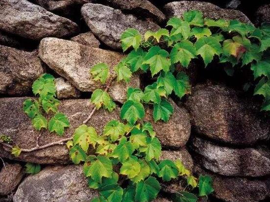 常春藤開花嗎，花期從秋季一直到春季
