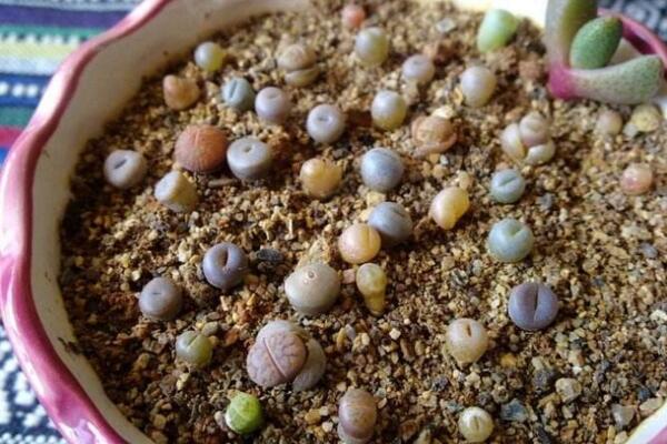 生石花怎么種，春季是生石花播種最佳時期