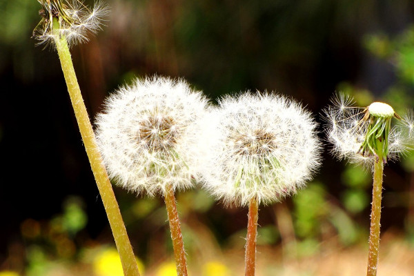 蒲公英種子何時(shí)種