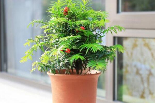 紅豆杉盆景養(yǎng)殖方法，做好這五步是關(guān)鍵