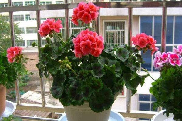 天竺葵冬天怎么養(yǎng)，做好以下5點才是關鍵