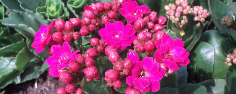 長壽花怎么養(yǎng)才能爆盆