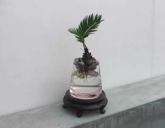 鐵樹可以水培嗎，鐵樹水培方法