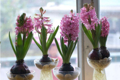 風(fēng)信子花謝了怎么處理，花謝了不要丟、保留種球來年還可以開花