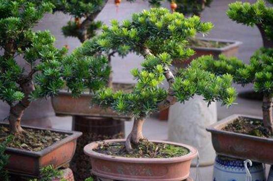 盆栽羅漢松怎么養(yǎng)，盆栽羅漢松養(yǎng)殖方法