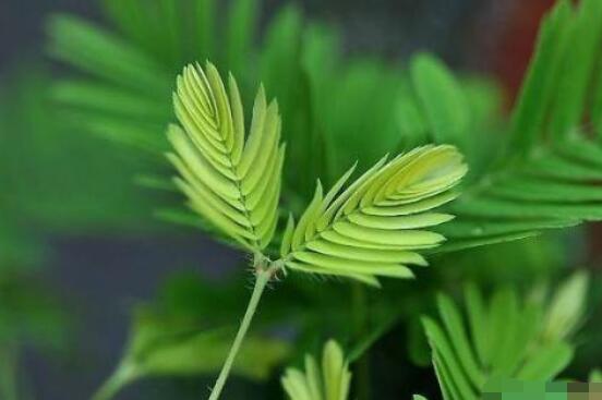 含羞草對(duì)人體有害嗎，微毒無(wú)害/美化家居、凈化空氣