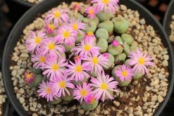 生石花什么時候開花，夏秋兩季開花（花期比較短暫）