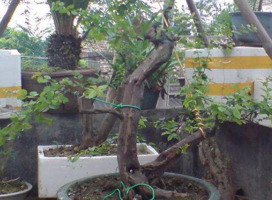 九里香怎么繁殖，九里香扦插繁殖方法