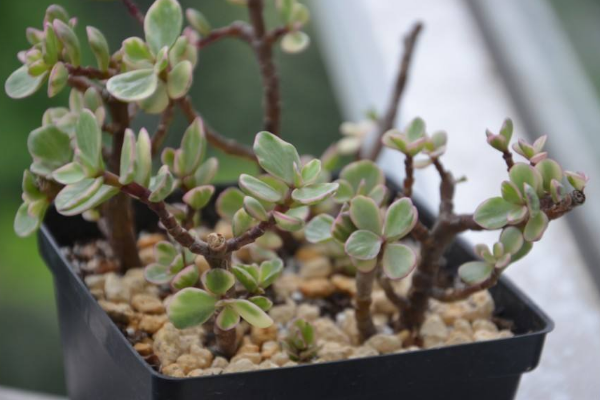 雅樂(lè)之舞怎么養(yǎng)成粉色，掌握以下要點(diǎn)是關(guān)鍵