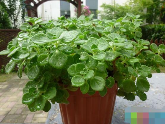 碰碰香怎么換盆，做好脫盆處理修剪根系/春季最佳