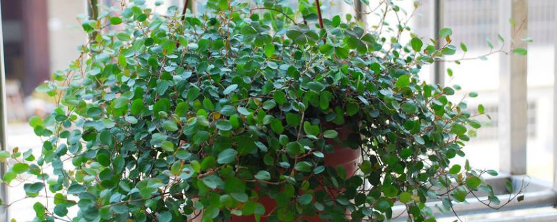千葉吊蘭怎么養(yǎng)才能更旺盛