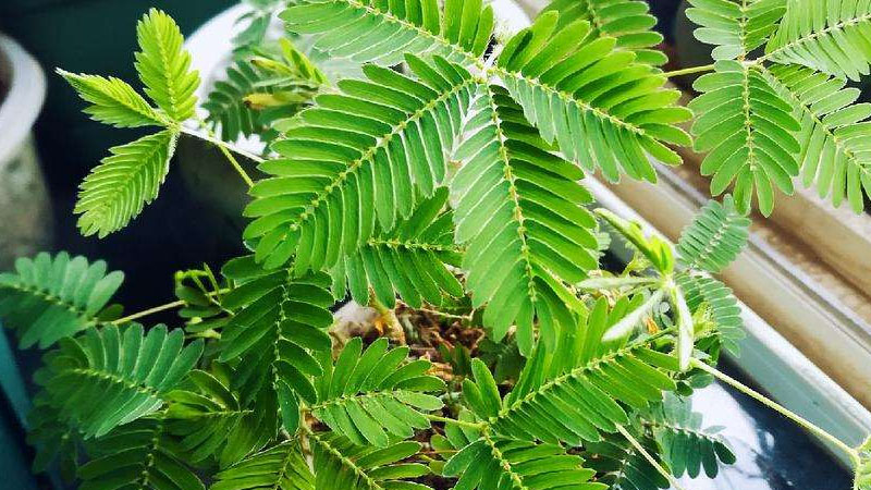 盆栽含羞草的養(yǎng)殖方法和注意事項(xiàng)