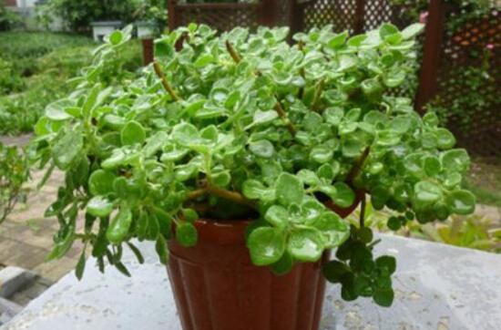 碰碰香怎么養(yǎng)茂盛，只需做好五個(gè)要點(diǎn)盆盆爆滿(mǎn)