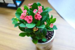 虎刺梅致癌真的假的，養(yǎng)殖虎刺梅的土壤含有致癌物質(zhì)