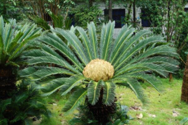 鐵樹(shù)一年發(fā)幾次新葉