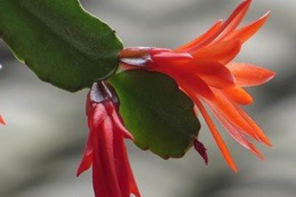 蟹爪蘭怎么養(yǎng)才能開花不斷