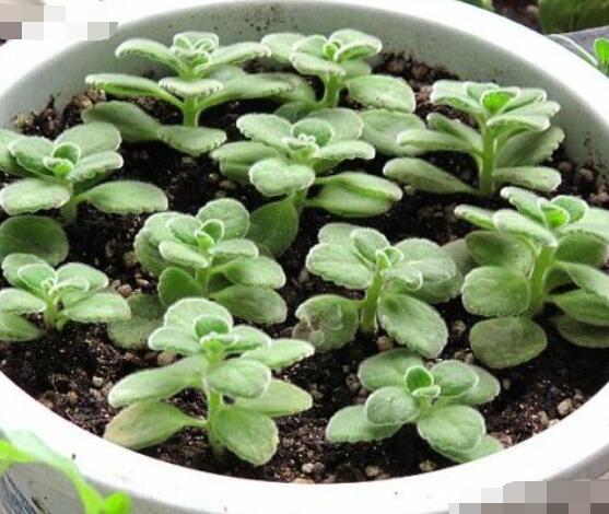 碰碰香怎么扦插，春夏秋季均可/以最基部枝條為主