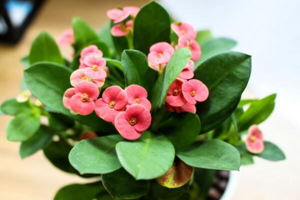 虎刺梅和金剛纂的區(qū)別，通過枝干、葉片、花朵進行區(qū)分