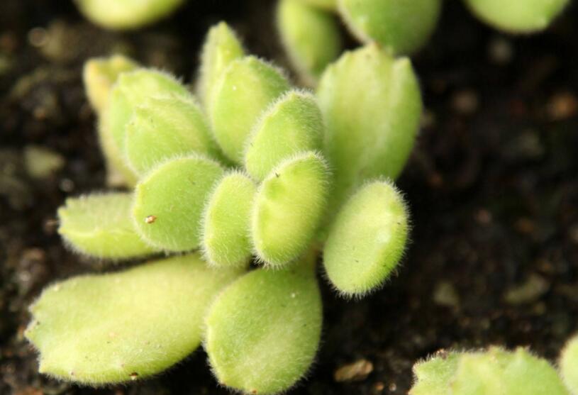 熊童子爛根了怎么辦，要及時的減少水份的補給和更換土壤