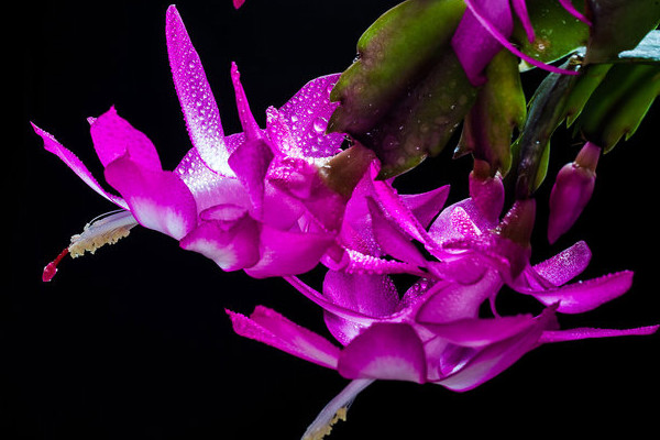 蟹爪蘭怎么不開(kāi)花