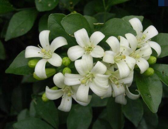 九里香每年開(kāi)多少次花，一年獨(dú)開(kāi)一次花(花期4-8月)