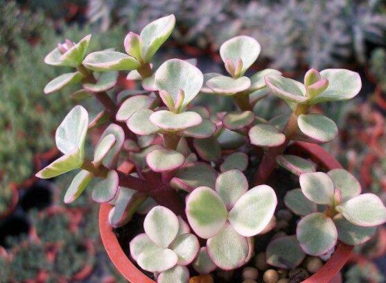 雅樂之舞怎么修剪，流枝修剪最為簡單(應(yīng)用廣泛)