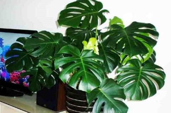 龜背竹的修剪方法圖解，主要以整株、枝頂、整修修剪為主