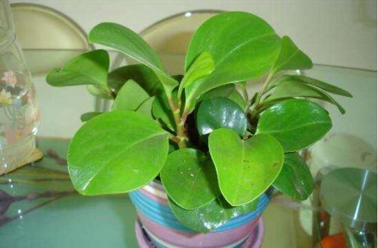 碧玉長高了怎么修剪，碧玉花的修剪方法圖解