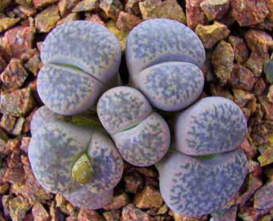 生石花移植方法，做好六點(diǎn)基本步驟成功率百分百