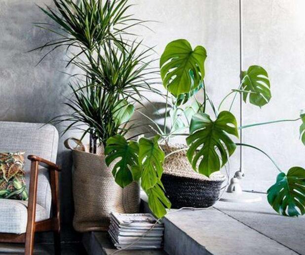 盆栽龜背竹的養(yǎng)殖方法，生長所需的4個方面要點