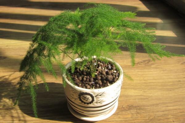 文竹為什么要用茶水澆，有利于它的生長但要注意用法