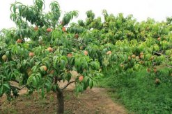 桃花的病害防治，4種常見病害講解