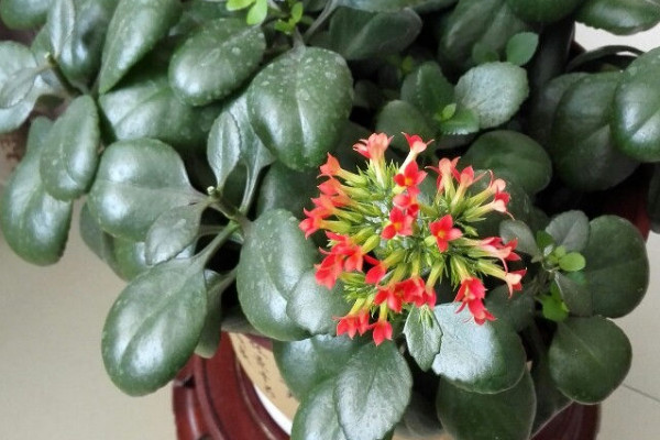 長(zhǎng)壽花秋天可以扦插嗎