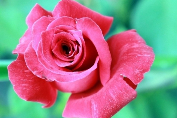 玫瑰花有蟲(chóng)怎么辦