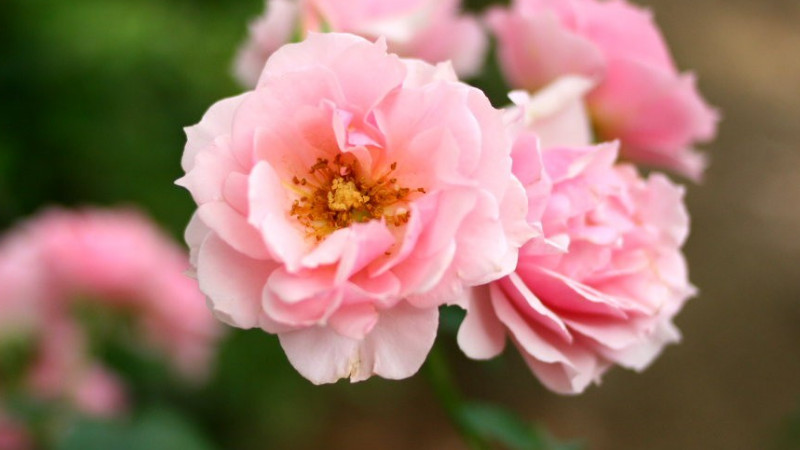 薔薇怎么養(yǎng)