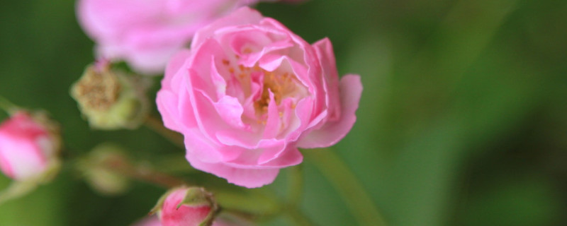 薔薇花什么時(shí)候種植