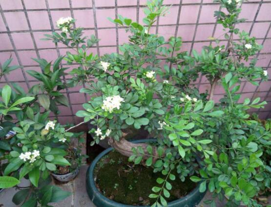 九里香剪枝后多久開(kāi)花，春季修剪最佳/百天后花開(kāi)爆盆