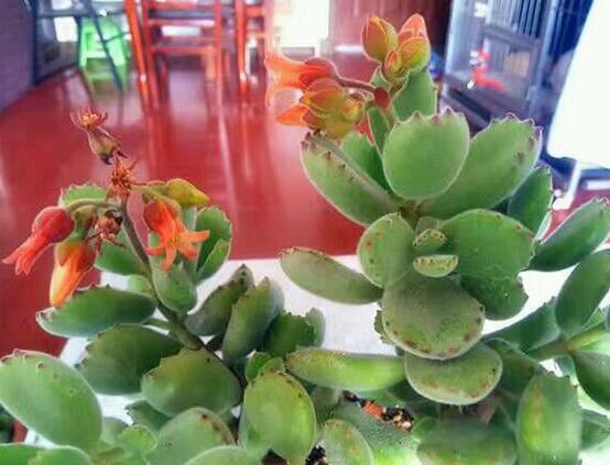 熊童子多久開花，每年7-9月間含苞盛放(夏末秋初)