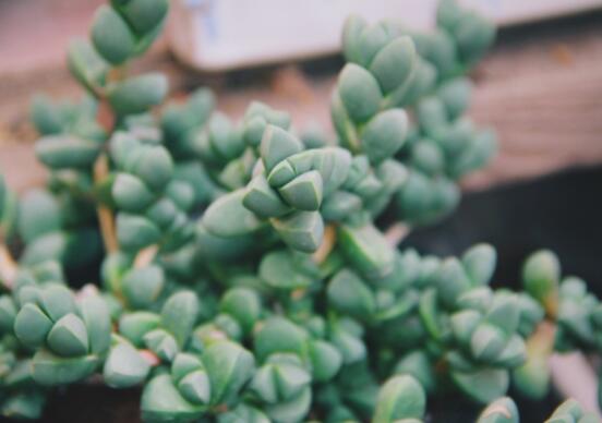 碧玉蓮葉子發(fā)黃變軟怎么辦，教你四種原因以及解決辦法