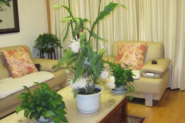 曇花幾年開花，養(yǎng)殖三年左右才能開花