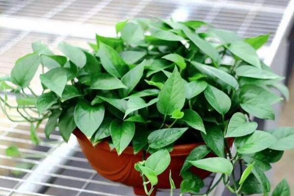 幸福樹(shù)怎么扦插，只需要掌握簡(jiǎn)單的幾步即可