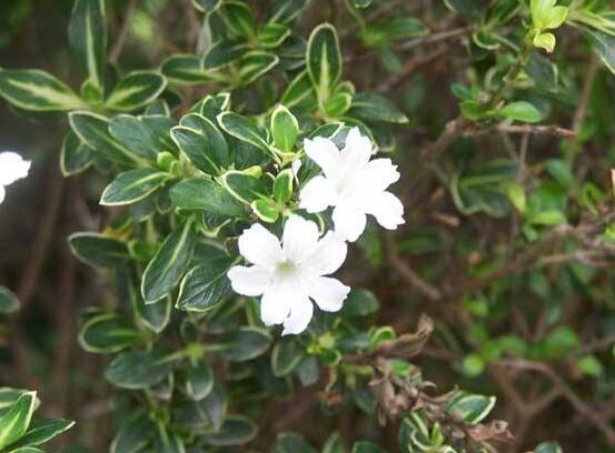 六月雪葉子發(fā)黑脫落怎么辦，做好三個要點即可恢復綠意