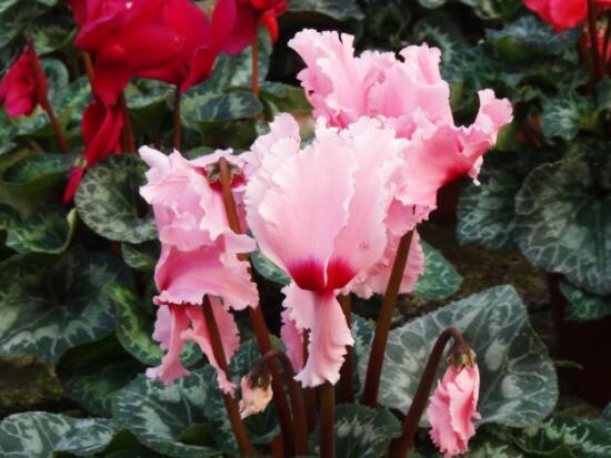 仙客來葉子嚴重發(fā)黃，老農(nóng)總結最直觀三種解決辦法