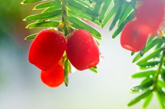 紅豆杉干枯后急救方法，教你四種方法輕松解決