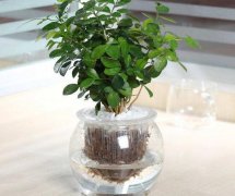 九里香可以水培嗎，九里香水培的養(yǎng)殖方法