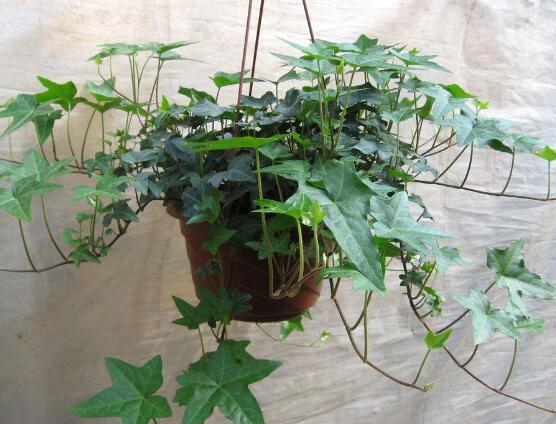 常春藤和爬山虎的區(qū)別，三個(gè)方法教你簡(jiǎn)單分辨