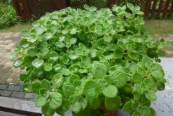 碰碰香老樁怎樣修剪，主要修剪多余的枝條