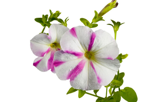 牽?；ㄔ趺捶N