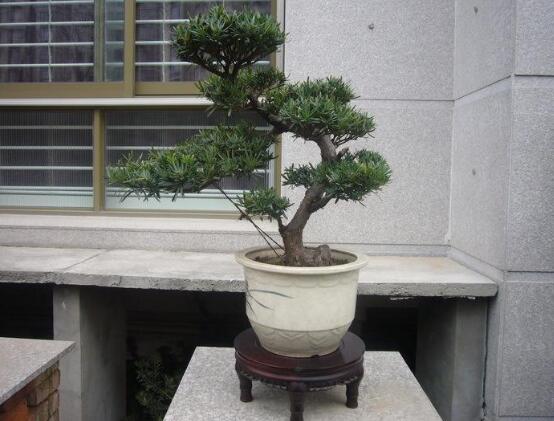 羅漢松品種，盤點(diǎn)羅漢松最珍貴的五大品種